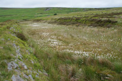 
Balance pond for Pwlldu Quarry, June 2009